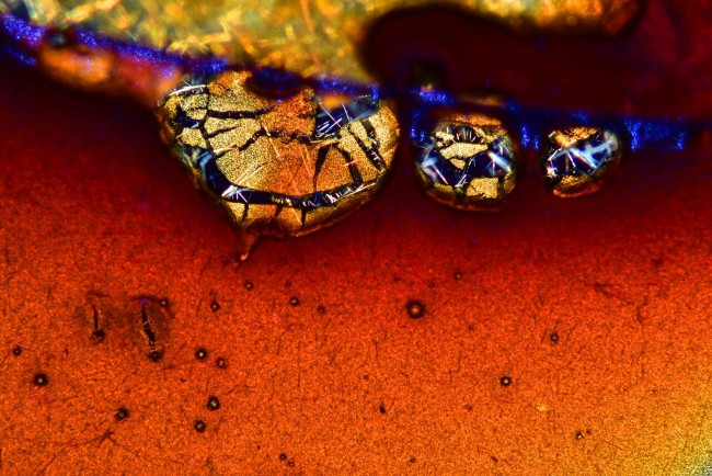 17 stunning photographs taken under a microscope reveal a whole new world Picture 7