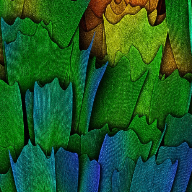 17 stunning photographs taken under a microscope reveal a whole new world Picture 8