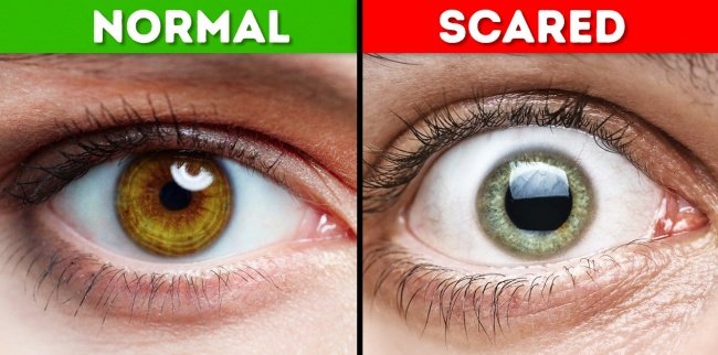 18 interesting facts about the human body that make you say 'miraculous' Picture 3