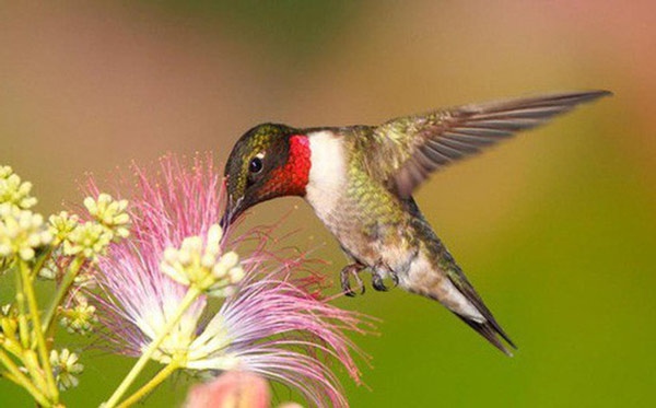 19 interesting things about hummingbirds, the only flying bird on Earth Picture 5