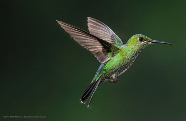 19 interesting things about hummingbirds, the only flying bird on Earth Picture 6