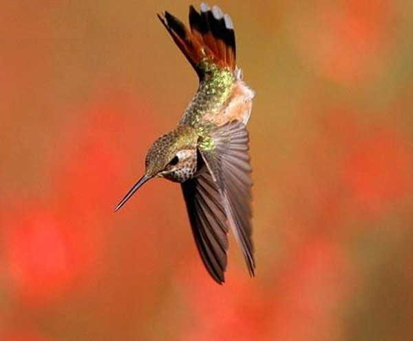 19 interesting things about hummingbirds, the only flying bird on Earth Picture 8
