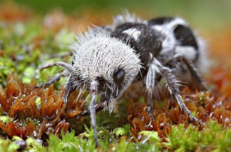 20 animals are so strange that you don't believe they exist on Earth (part 1) Picture 2