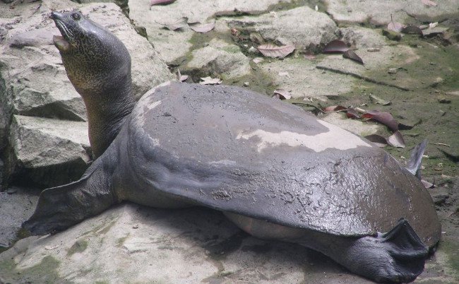 20 animals are so strange that you don't believe they exist on Earth (part 1) Picture 9