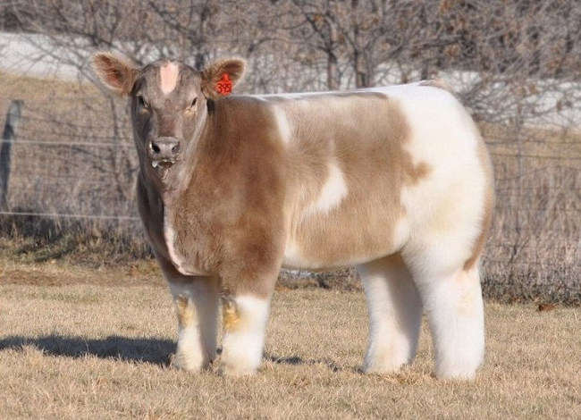 20 animals are so strange that you don't believe they exist on Earth (part 2) Picture 1