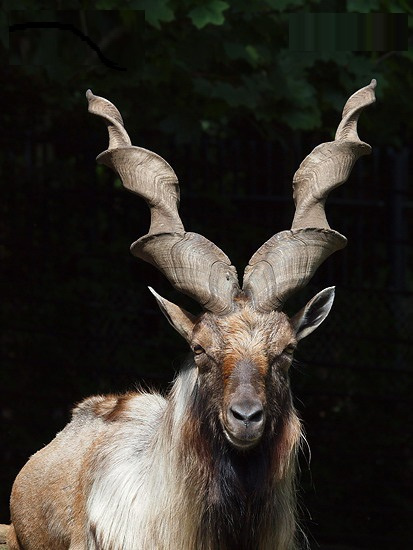 20 animals are so strange that you don't believe they exist on Earth (part 2) Picture 2