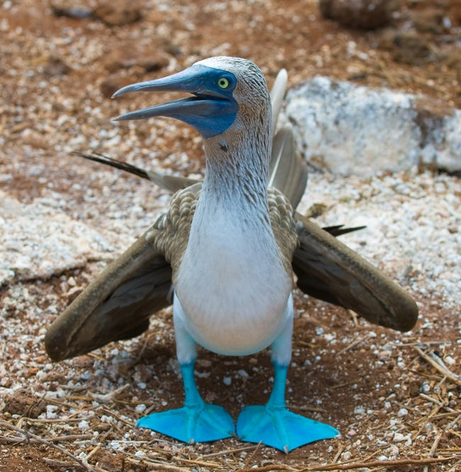 20 animals are so strange that you don't believe they exist on Earth (part 2) Picture 3