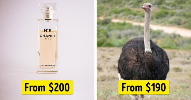 20 illustrations will make you review your wishes Picture 17