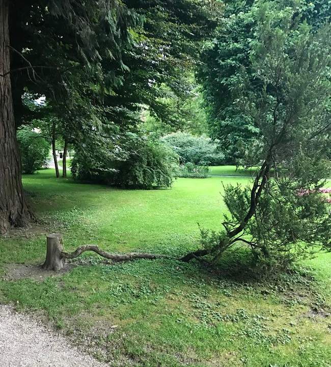 20+ images demonstrate eloquently about the vitality of trees Picture 10