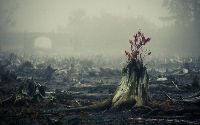 20+ images demonstrate eloquently about the vitality of trees Picture 13