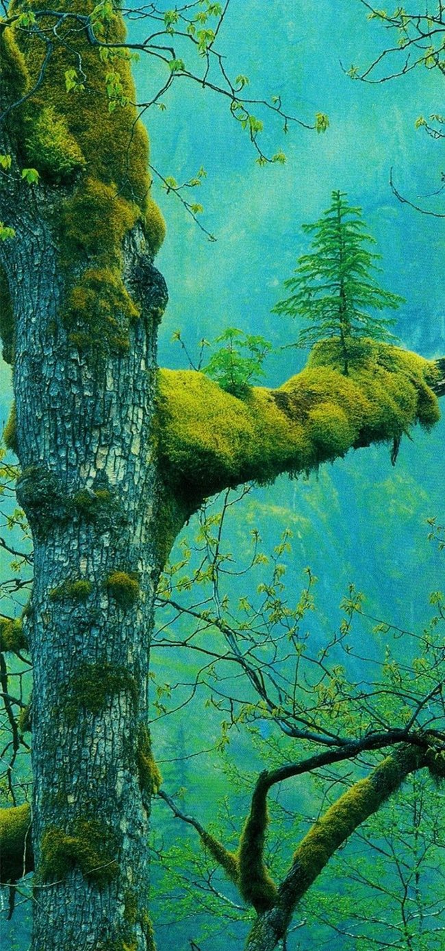 20+ images demonstrate eloquently about the vitality of trees Picture 16