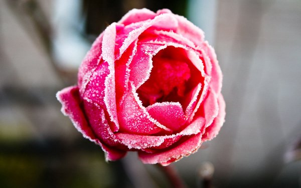 200 beautiful rose wallpapers for computers Picture 14