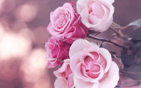 200 beautiful rose wallpapers for computers Picture 16