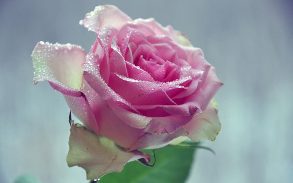 200 beautiful rose wallpapers for computers Picture 21
