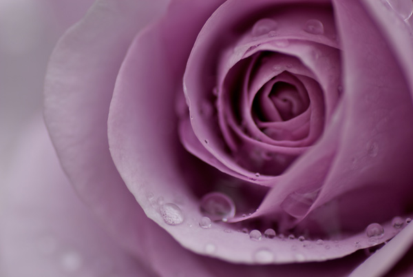 200 beautiful rose wallpapers for computers Picture 29