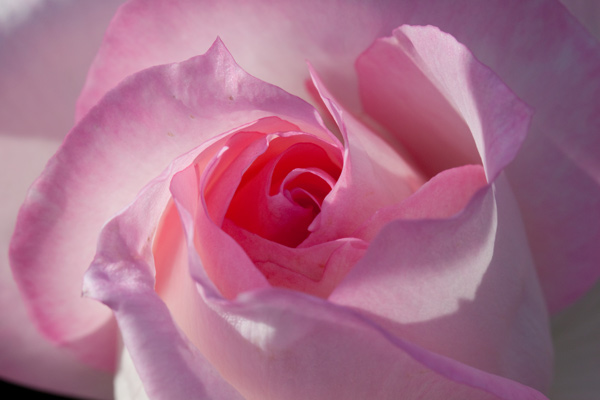 200 beautiful rose wallpapers for computers Picture 8