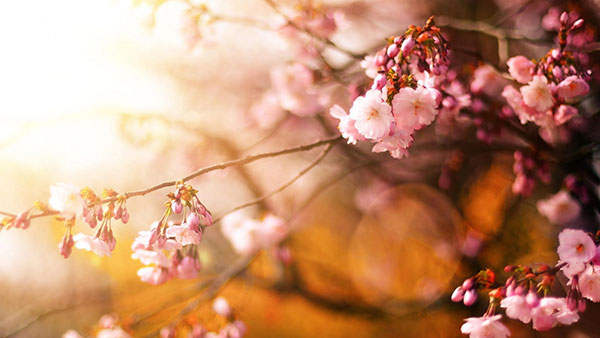 200 Full HD computer wallpapers, varied themes Picture 32