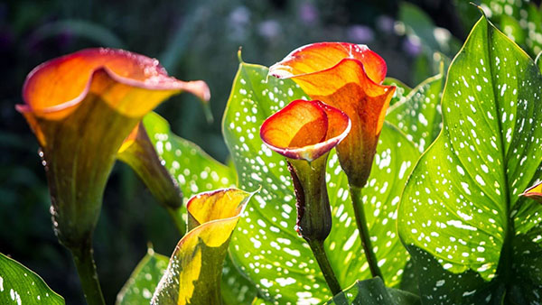 200 Full HD computer wallpapers, varied themes Picture 36