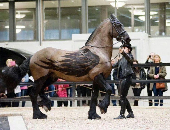 25 misleading images make you stare and look back Picture 16