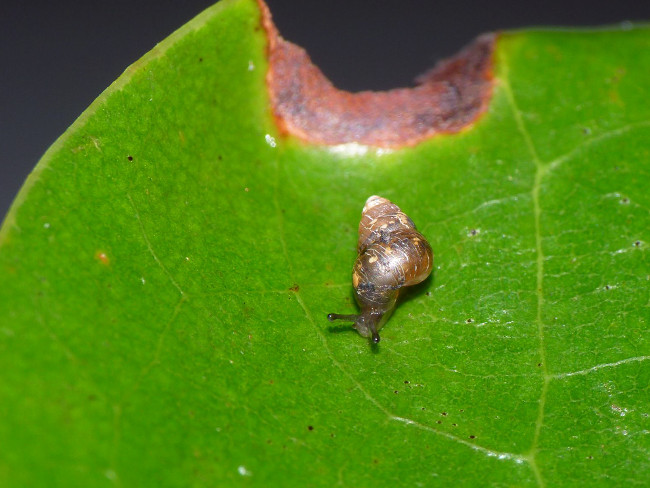 3 creatures still 'resilient' survive after being eaten Picture 3