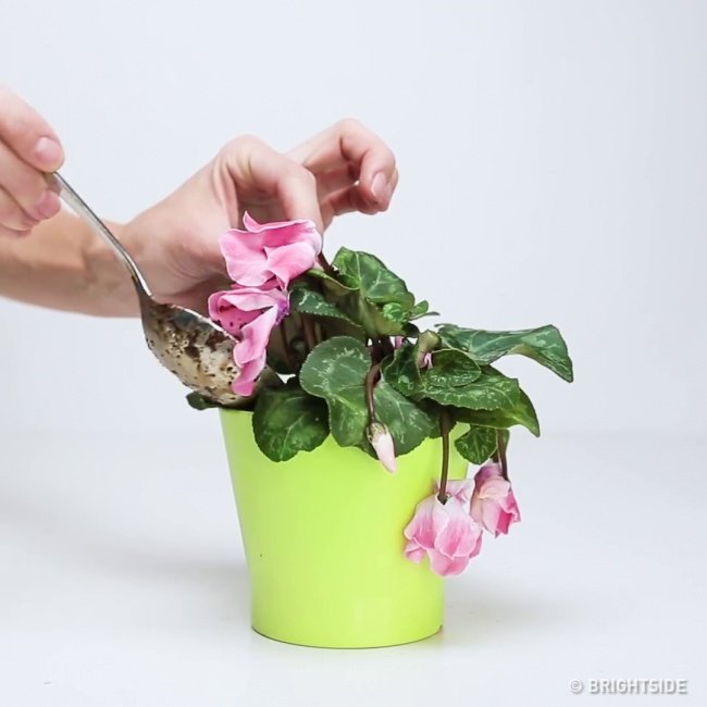 3 'miraculous' ingredients turn your tree back to life Picture 5