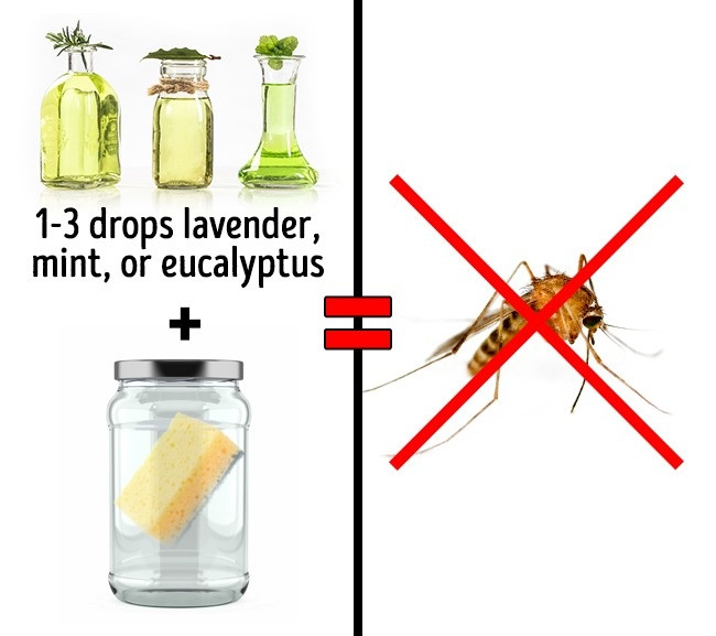 3 simple ways to kill indoor insects that are not toxic Picture 3