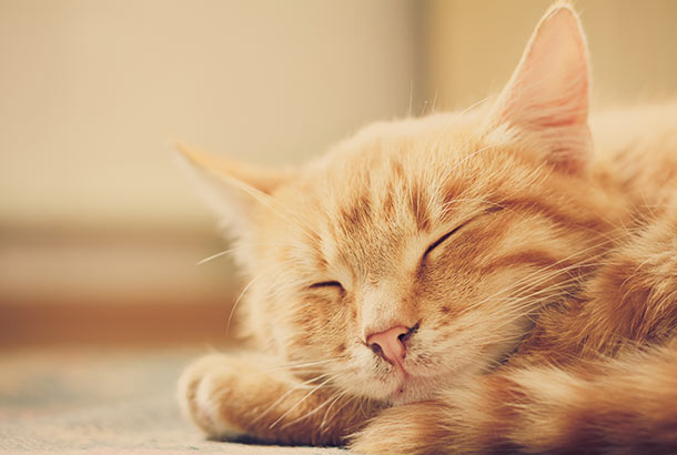 3 valuable business lessons from cats Picture 1