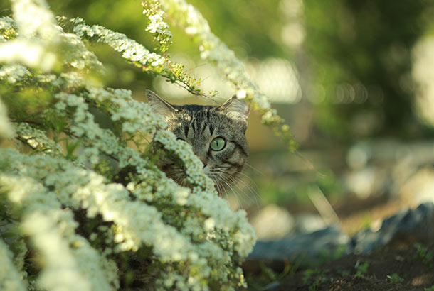 3 valuable business lessons from cats Picture 2