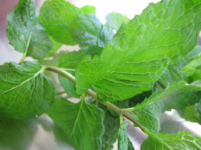 3 ways to kill flies do not cost a penny but very effective Picture 3