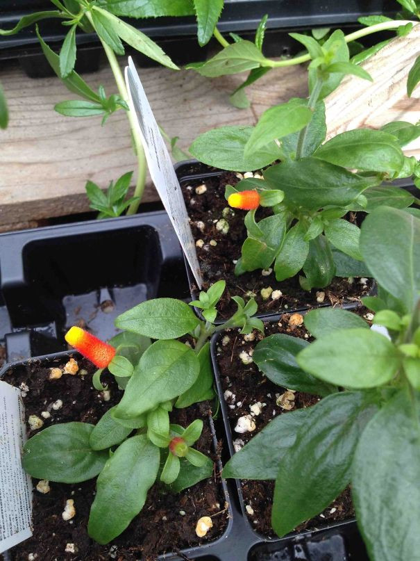 30+ delicious dishes maybe you will 'fall back' when enjoying Picture 32