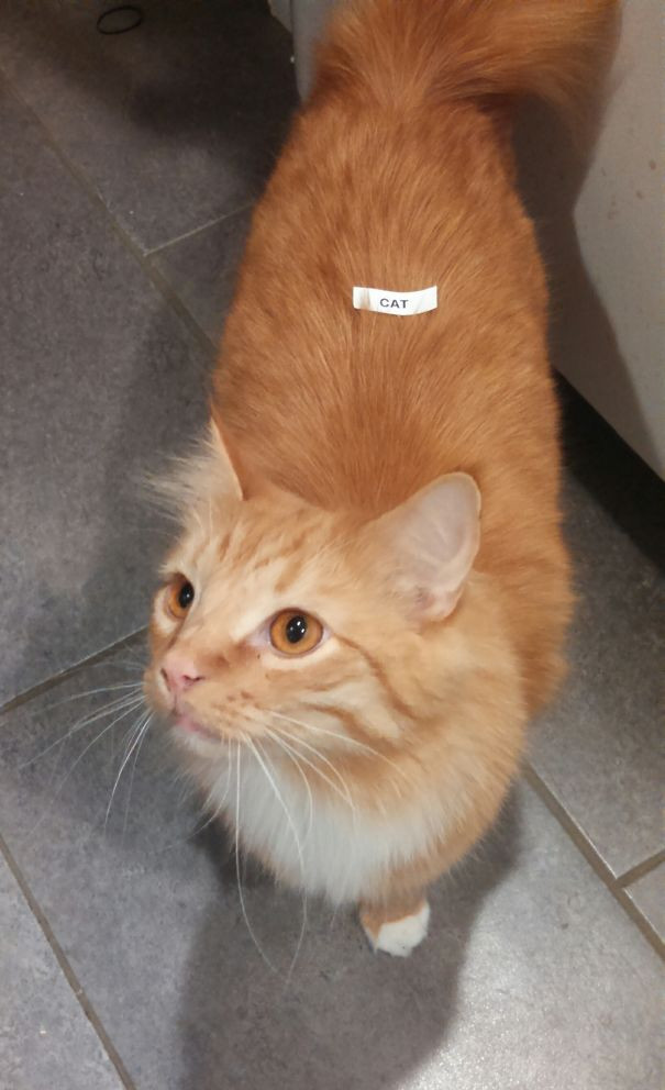 30+ funny shots prove men never bear big Picture 8