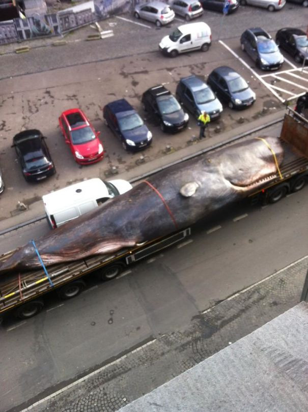 30+ images proving anything in life can happen Picture 33