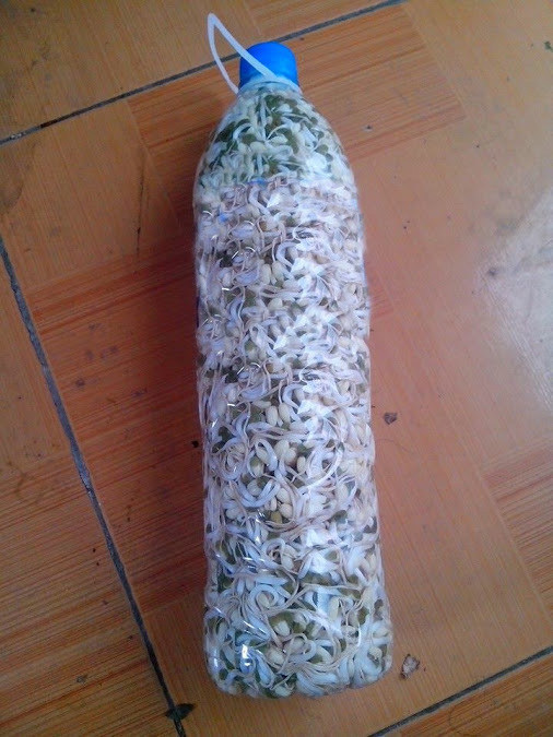 4 ways to make delicious sprouts right at home are very simple Picture 2