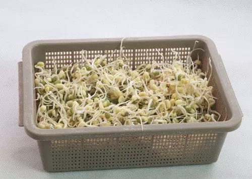 4 ways to make delicious sprouts right at home are very simple Picture 4