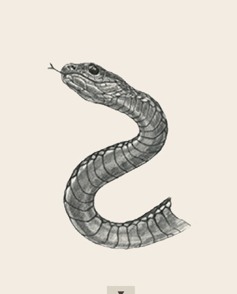 4D animal photo collection for Animal 4D + Picture 26