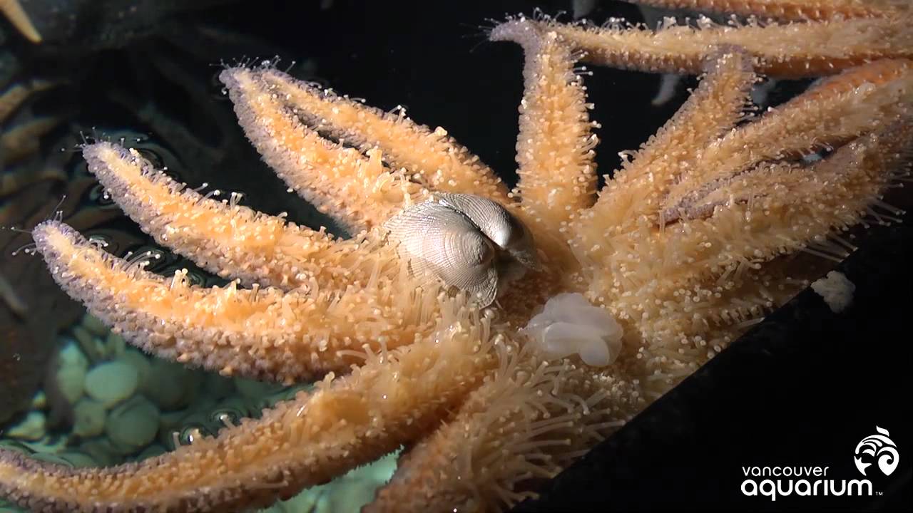 5 surprising facts about 'Queen of the ocean floor': Starfish Picture 3