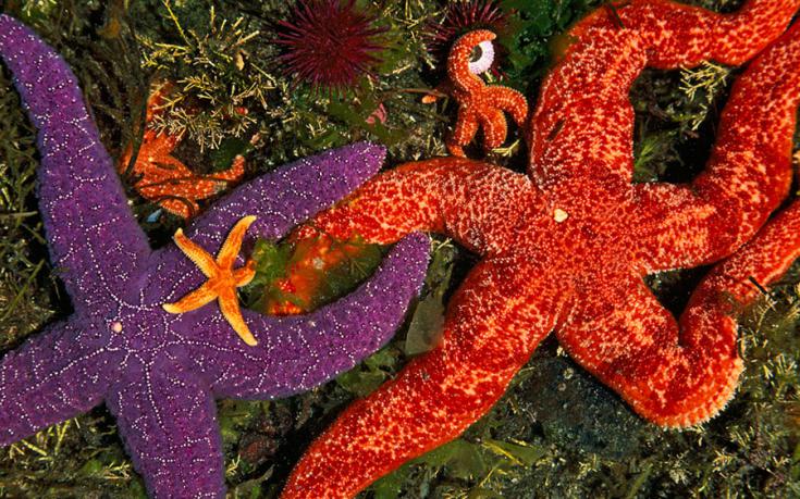 5 surprising facts about 'Queen of the ocean floor': Starfish Picture 5