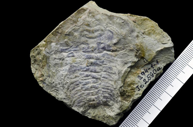 530 million year old fossils have eyes like bees, dragonflies today Picture 1