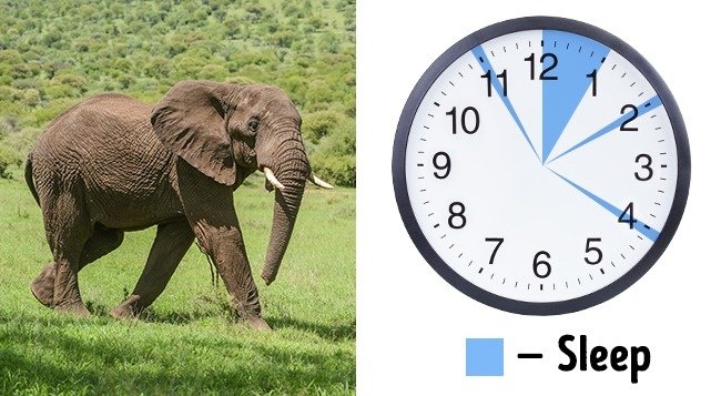 6 secret techniques that help you get enough sleep in just a few hours Picture 6