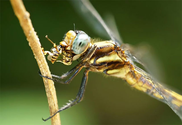 6 things you never knew about dragonflies Picture 1