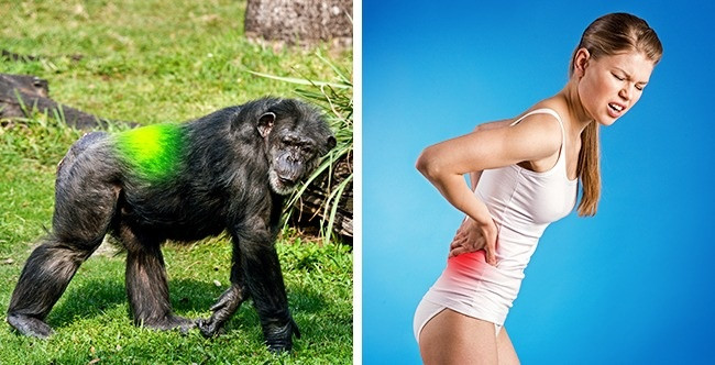 7 evidence that the human body is still evolving day by day Picture 6