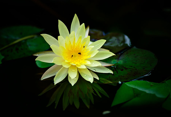 7 most beautiful aquatic plants in the world Picture 14