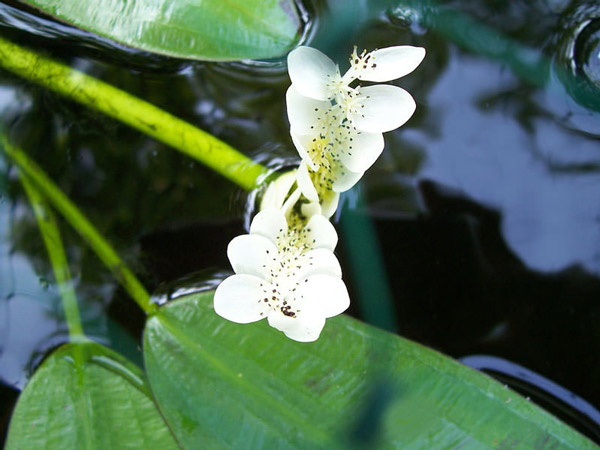 7 most beautiful aquatic plants in the world Picture 6