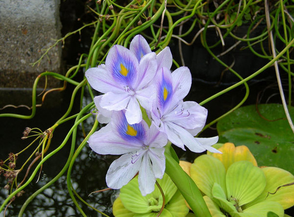 7 most beautiful aquatic plants in the world Picture 7