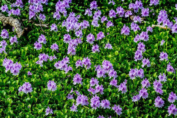 7 most beautiful aquatic plants in the world Picture 8