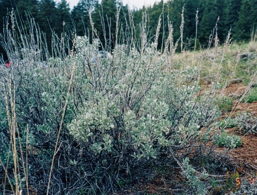 7 species of plants have special abilities like humans Picture 5