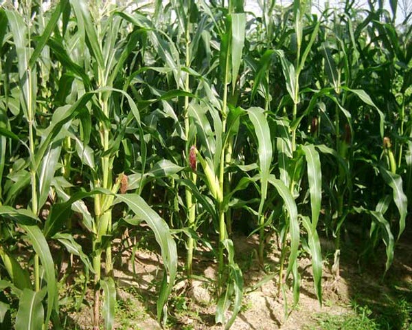 7 species of plants have special abilities like humans Picture 6