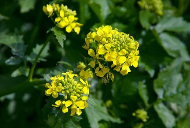 7 species of plants have special abilities like humans Picture 8