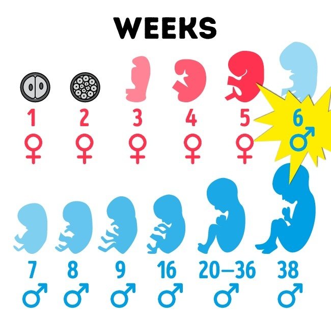 8 facts about male bodies that they themselves do not know Picture 6