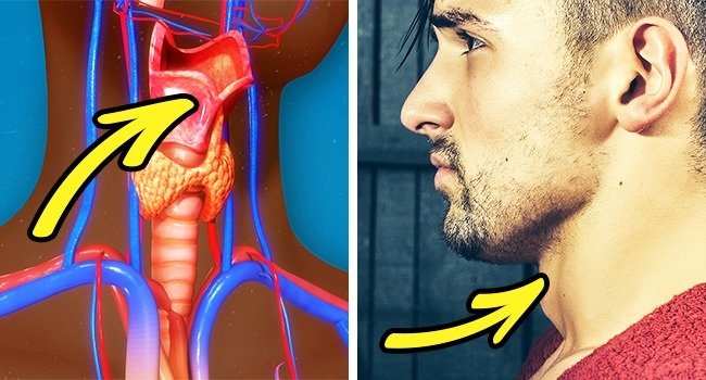 8 facts about male bodies that they themselves do not know Picture 8